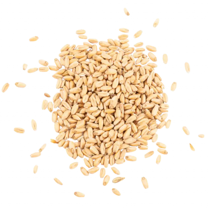 Hovedbilde Wheatmalt - Schuema