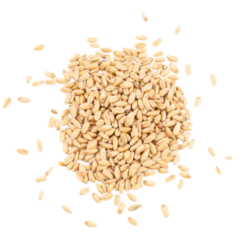 Oatmalt - Schuema