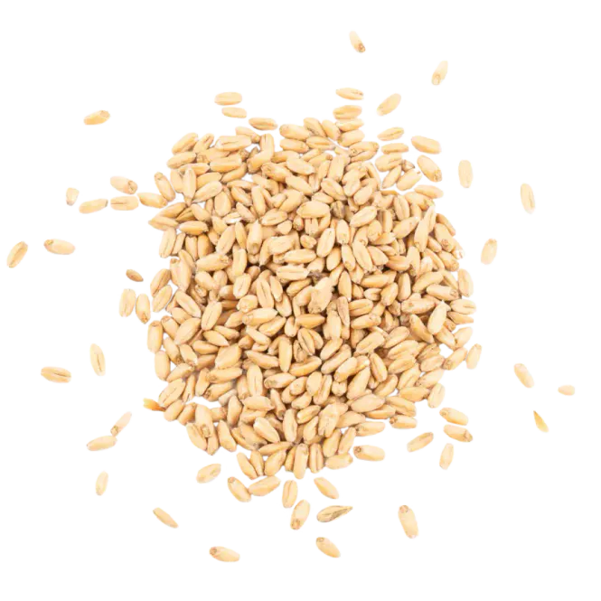 Hovedbilde Oatmalt - Schuema